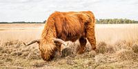 Schotse hooglander grazend van hoog gras van MICHEL WETTSTEIN thumbnail