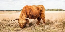 Scottish highlander grazing on tall grass