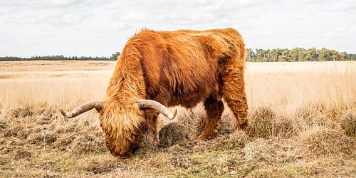 Schotse hooglander grazend van hoog gras