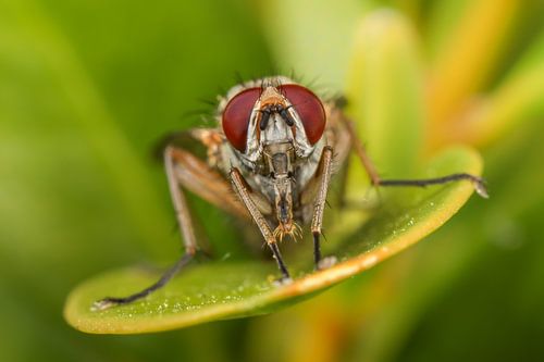 Fly on Leaf