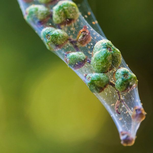 Seed pods of the Crocosmia in a web. by Letty Bonsma