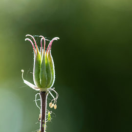 Columbine that has finished flowering by Andreas Paul