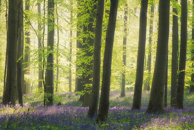 Bluebell admiration by Loris Photography
