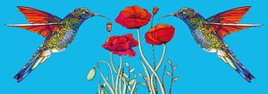 Colibri et coquelicots