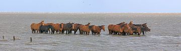 Pferde bei Hochwasser über Salzwiesen überrascht von Hans Hut