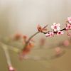 Twig of pink blossom by Marijke van Eijkeren