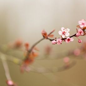 Zweig der rosa Blüte von Marijke van Eijkeren