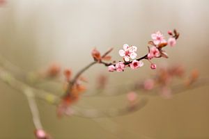 Zweig der rosa Blüte