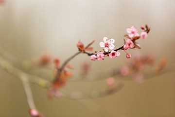 Twig of pink blossom