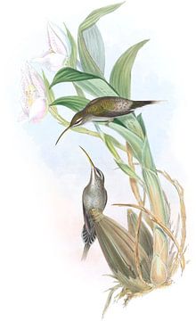 D’Orsery's Hermit, John Gould van Hummingbirds