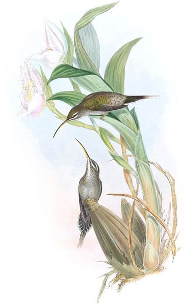L'ermite d'Orsery, John Gould par Hummingbirds