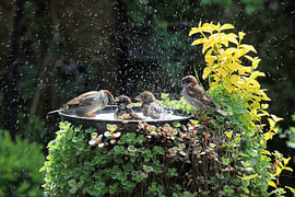 Spatzen in der Badewanne