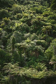 Fifty shades of green. Rainforest in the sun.