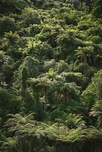 Vijftig tinten groen. Regenwoud in de zon.