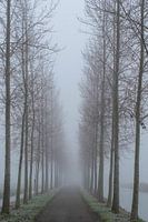 Avenue of Trees in the fog