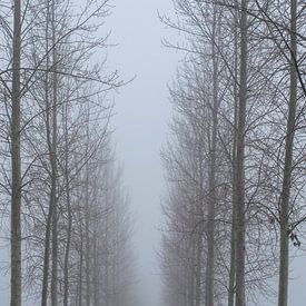 Avenue of Trees im Nebel von Art Pictures by  Lotte