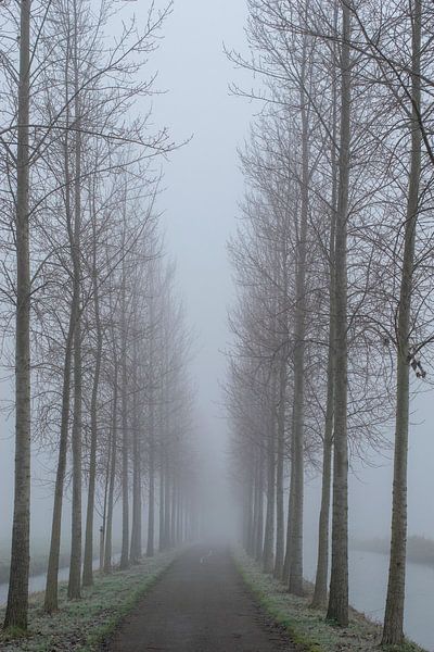 Avenue des arbres dans le brouillard par Art Pictures by  Lotte