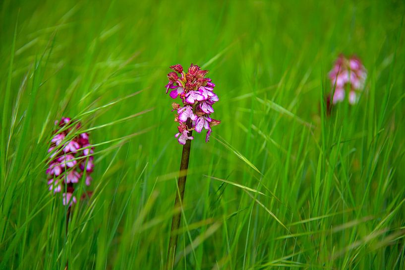 Orchids by Images from a hillside in Umbria