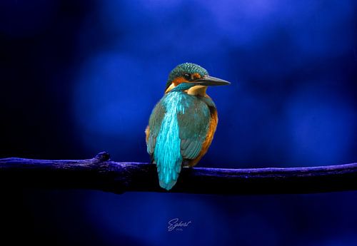 Kingfisher