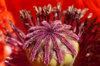stamper en meeldraden van een oranje papaver