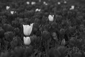 Black tulips with some white ones in between by Helene van Rijn