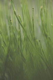 Gras by Robert Wiggers