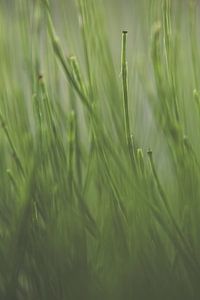 Gras