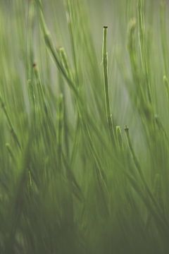 Gras by Robert Wiggers