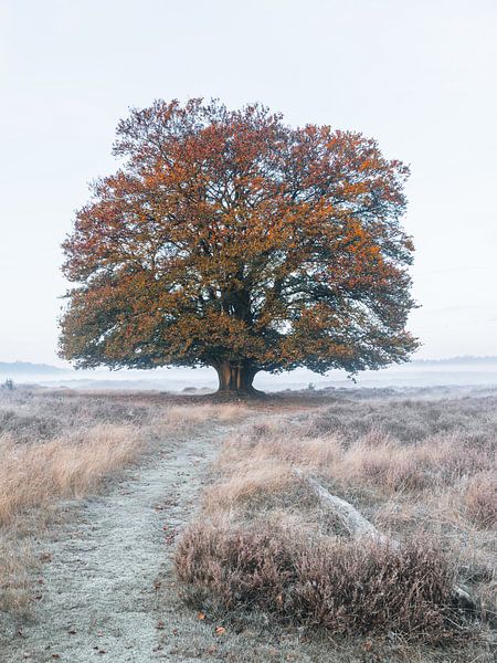 Lonely autumn scene on Planken Wambuis by Patrick van Os