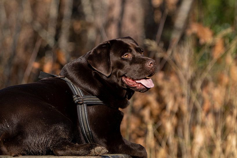 Dog photography by Maaike Krimpenfort