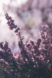 Violetter Sommer von Kimfaesdesign