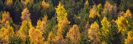 Panorama forest in black forest in autumn by Werner Dieterich