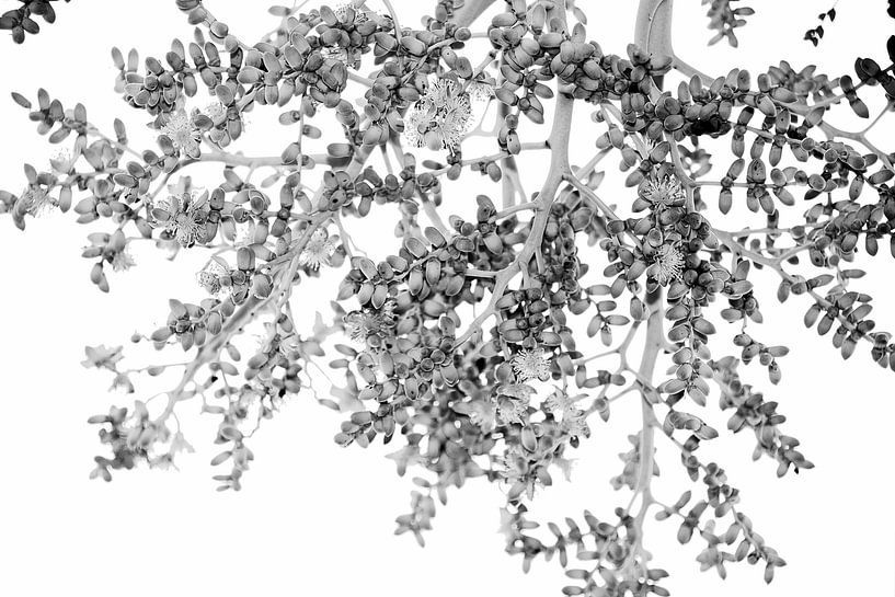 Noir &amp;amp ; Blanc par Dubbel Dushi