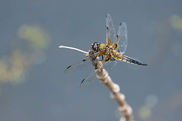 Four-spotted dragonfly at the water's edge by Niels Hamelynck
