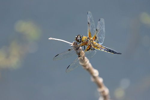 Four-spotted dragonfly at the water's edge