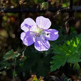 Zonlicht door een bloem van VenPhoto