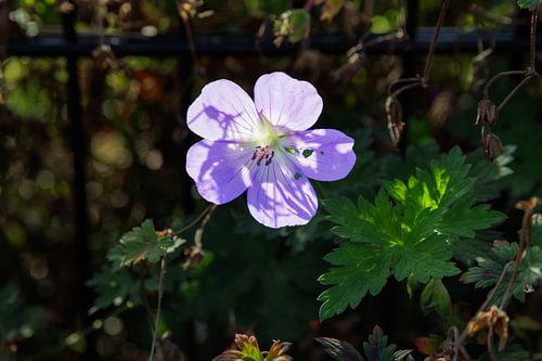 Lumière du soleil à travers une fleur