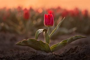 Rote Tulpe bei Sonnenaufgang | Naturfotografie in Flevoland von Marijn Alons