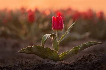 Red tulip during sunrise | Nature photography in Flevoland by Marijn Alons