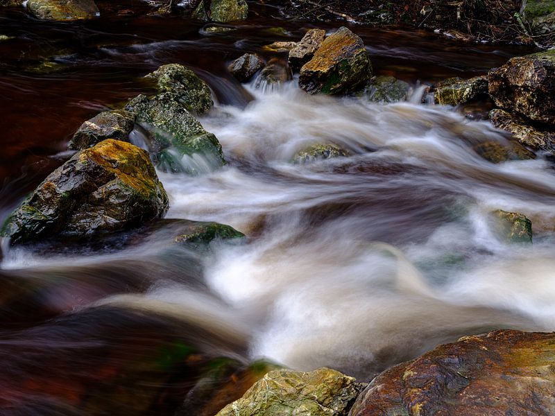 Dynamics in the river La Hoëgne by Eddy Westdijk