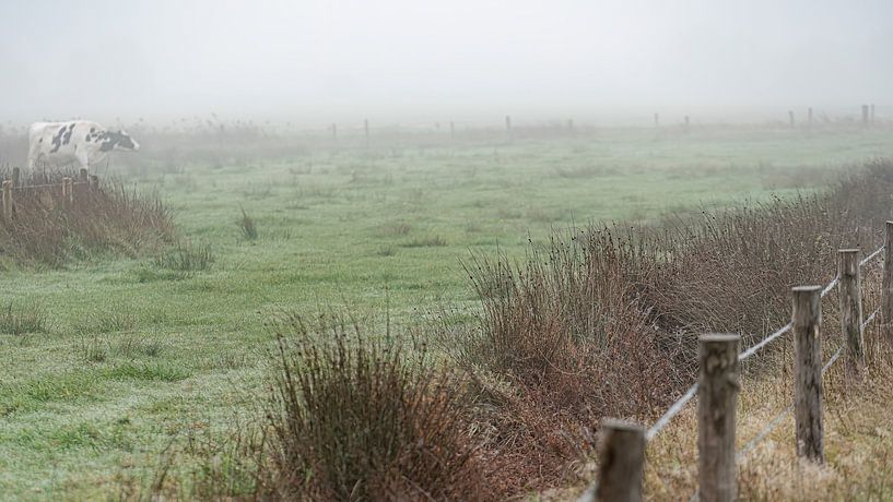 Kuh auf nebliger Wiese von Peter Smeekens