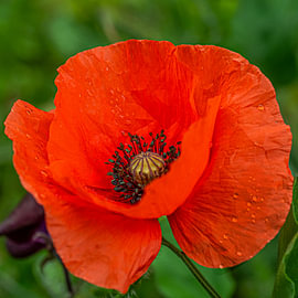 RED..... van Maja Mars