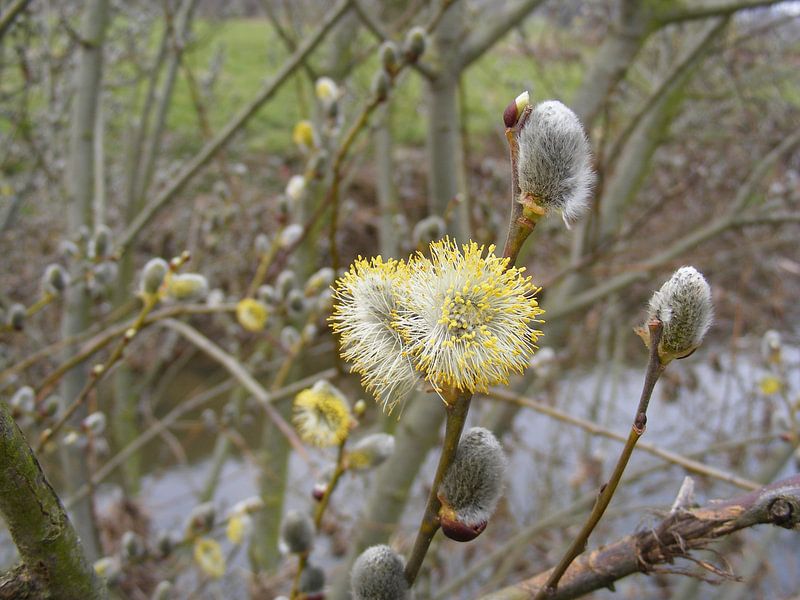 katjes von Mirjam van Ginkel