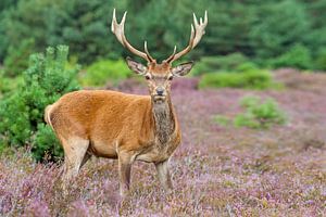 Red Deer van Heiko Lehmann