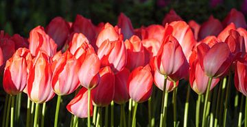 Keukenhof van Kees van den Burg