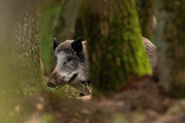 Wild boar spies between the oak trees by Edward Smits