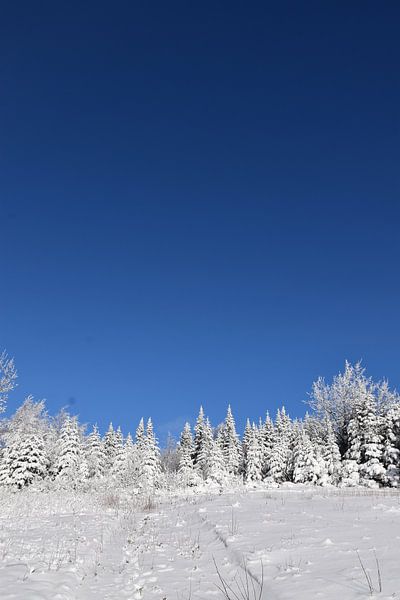 A snowy forest after the storm by Claude Laprise