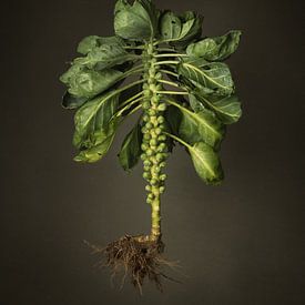 Seasonal vegetables - Field sprouts by Mariska Vereijken