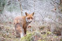 Vos op de heide in de rijp.