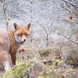 Vos op de heide in de rijp. van Adrian Visser